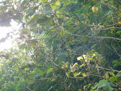 Hibiscus macrophyllus