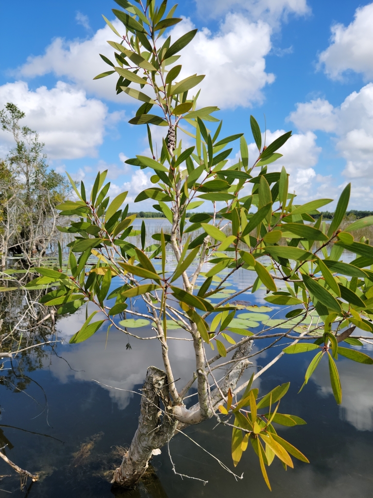 Melaleuca quinquenervia, Lake Wales, FL 33898, USA