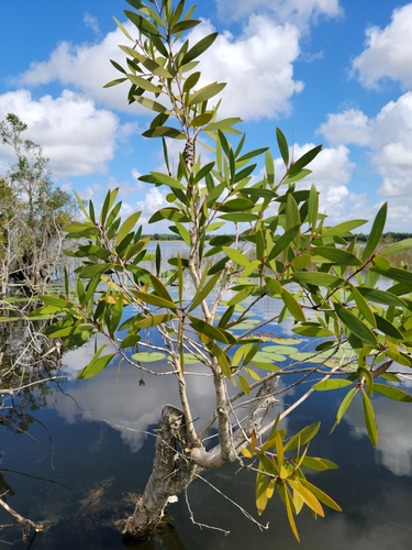 Melaleuca quinquenervia