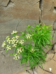 Achillea ptarmicoides
