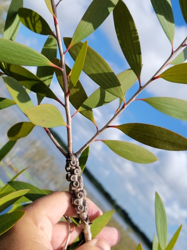 Melaleuca quinquenervia