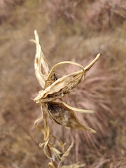 Asclepias hirtella