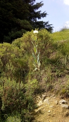 Argemone platyceras