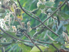 Hibiscus macrophyllus