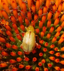Diabrotica barberi