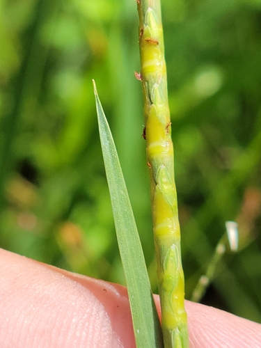 Florida jointtailgrass (Coelorachis tuberculosa)
