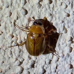 Cyclocephala pasadenae