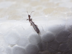 Oligotoma humbertiana