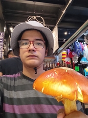 Amanita basii