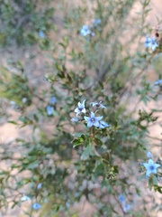 Halgania andromedifolia