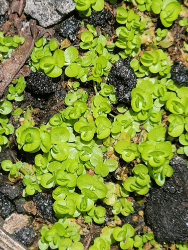 Micranthemum