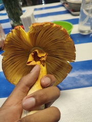 Amanita basii