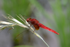 Crocothemis servilia mariannae