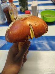 Amanita basii