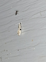 Nemapogon auropulvella