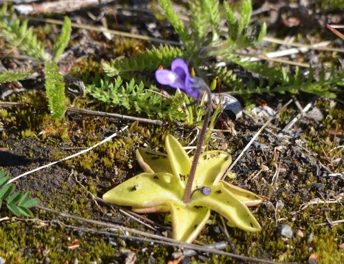 Common Butterwort