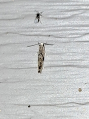 Nemapogon auropulvella