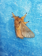 Thoscora