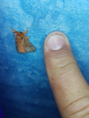 Thoscora