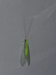 Chrysopodes