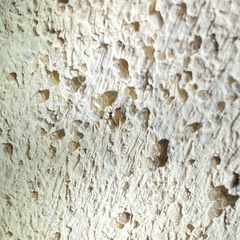 Lachnophorina