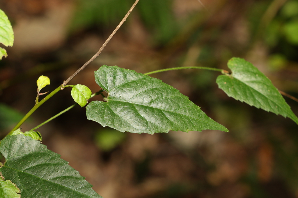 Stinging Vine