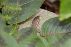 Takydromus tachydromoides