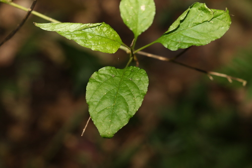 Image of Deeringia amaranthoides by (c) Greg Tasney, some rights reserved (CC BY-SA)