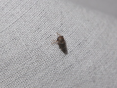 Idioscopus nitidulus