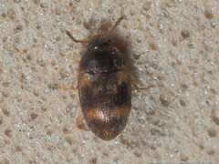 Litargus balteatus