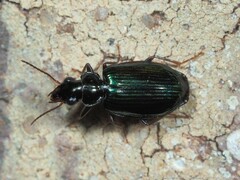 Coptodera aerata