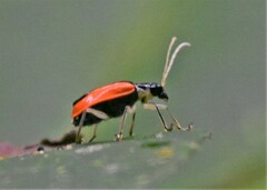 Paratriarius tropicus