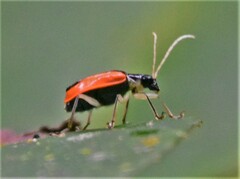 Paratriarius tropicus
