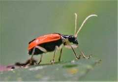 Paratriarius tropicus
