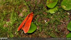 Phaudidae
