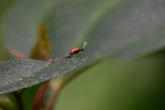 Paratriarius tropicus