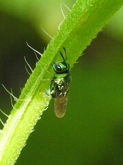 Euperilampus triangularis