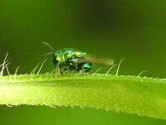 Euperilampus triangularis