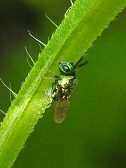 Euperilampus triangularis