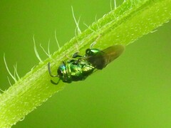 Euperilampus triangularis