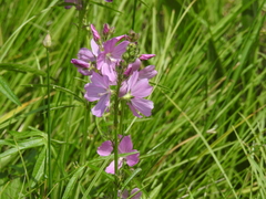 Sidalcea neomexicana
