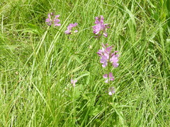 Sidalcea neomexicana