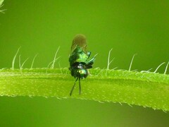 Euperilampus triangularis