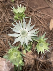 Eryngium lemmonii
