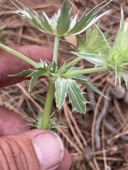 Eryngium lemmonii