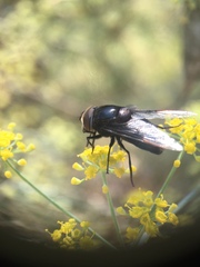 Copestylum mexicanum