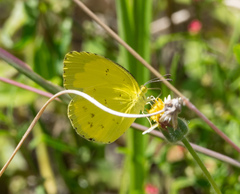Eurema alitha