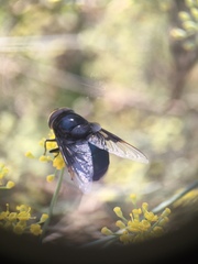 Copestylum mexicanum
