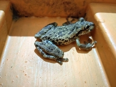 Scinax caprarius