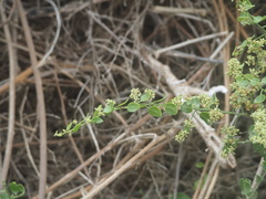 Cryptocarpus pyriformis